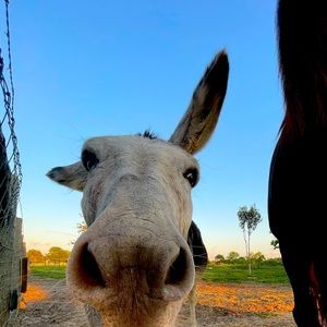 Meet your Posher, Sharon